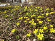 Eranthis hyemalis Winter aconite